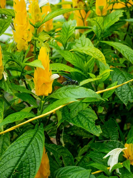 Black Hornet Synoeca Septentrionalis Lollipop Plant Golden Shrimp Plant Pachystachys — Stock Photo, Image