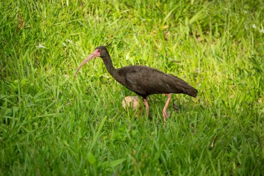Çıplak Suratlı Ibis (Phimosus infuscatus), ayrıca Fısıldayan Ibis, Kızıl Gözlü Kuş olarak da bilinir.