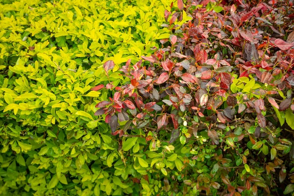 Grüne Und Rote Büsche Ineinander Verwoben — Stockfoto