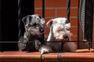 Siyah ve Beyaz Şirin Yavrular Siyah Metal Çitinden Bakıyorlar