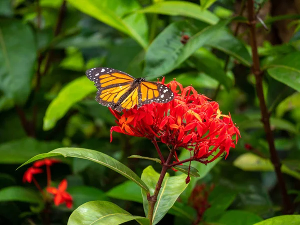 Monarch Butterfly Danaus Plexippus Krmení Obrovském Červeném Květu — Stock fotografie