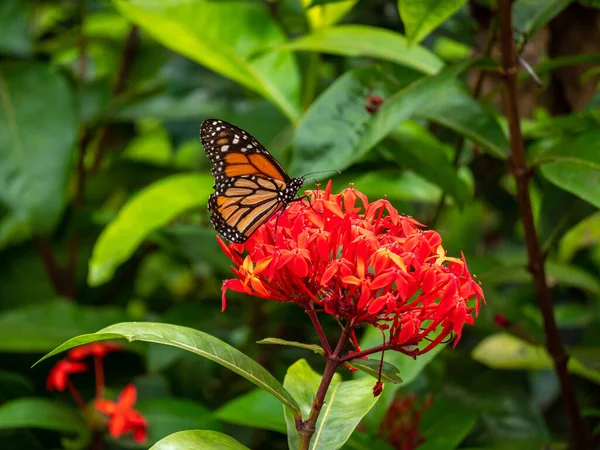 Mariposa Monarca Danaus Plexippus Alimentándose Una Enorme Flor Roja — Foto de Stock