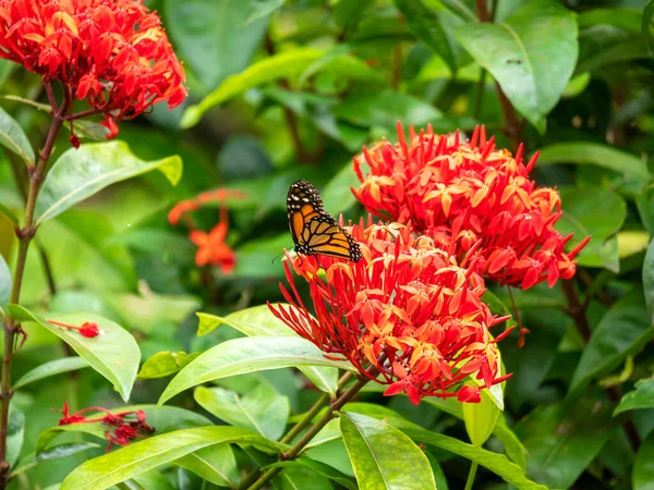 Monarch Butterfly Danaus Plexippus Τρέφεται Τεράστιο Κόκκινο Λουλούδι — Φωτογραφία Αρχείου