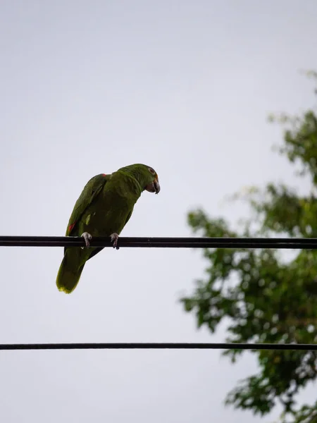 Papagaio Verde Posando Cabo Aço Elétrico Tarde — Fotografia de Stock