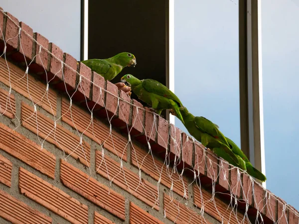 Loros Verdes Pie Ventana Una Dama Que Les Comida — Foto de Stock