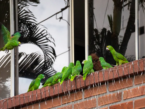 Medellin Antioquia Colombia December 2020 Green Parrots Standing Window Lady — Stock Photo, Image