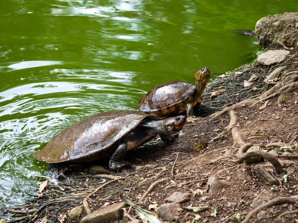 Red Footed Tortoise Chelonoidis Carbonarius Species Northern South America Sunbathing Royalty Free Stock Photos