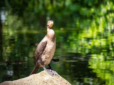 Neotropik Karabatak veya Olivaceous Karabatağı (Phalacrocorax brasilianus), Yeşil Göl 'deki Büyük Kaya' da Duran Bir Kuş
