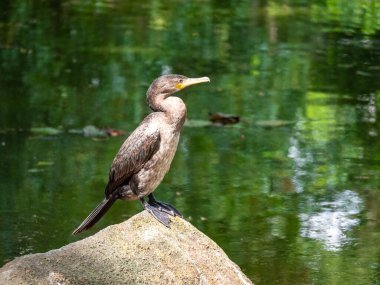 Neotropik Karabatak veya Olivaceous Karabatağı (Phalacrocorax brasilianus), Yeşil Göl 'deki Büyük Kaya' da Duran Bir Kuş