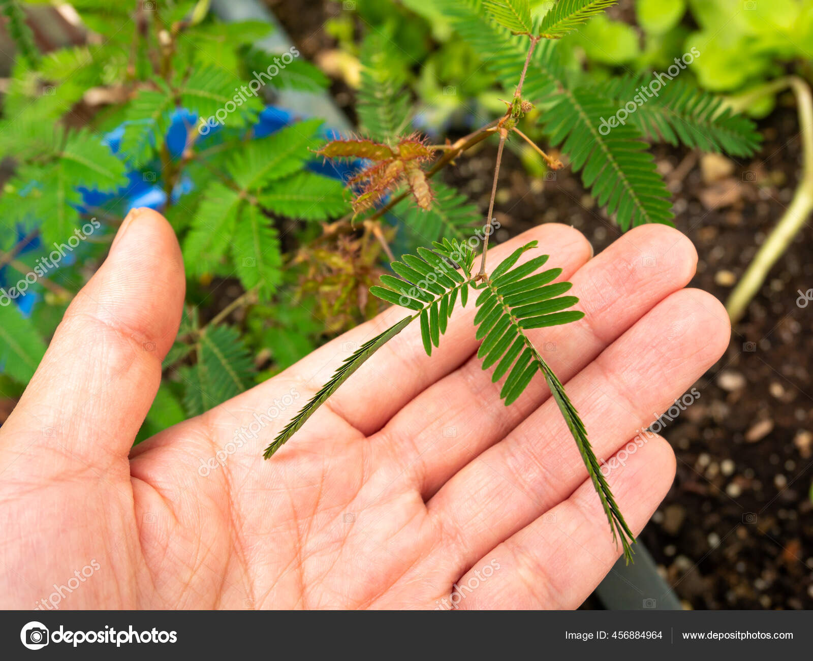 Folhas verdes da planta sensível, planta sonolenta (mimosa pudica) no fundo  verde e roxo, mostrando o significado de tímido