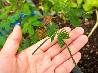 Mimosa Pudica ayrıca Hassas Bitki, Uykucu Bitki, Eylem Bitkisi, Dokunma Bana, Shameplant olarak da bilinir. Yaprakları Dokunulduğunda içe doğru katlanır ve düşer, ve Birkaç Dakika Sonra Yeniden Açar.