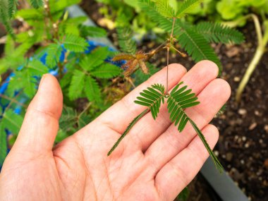 Mimosa Pudica ayrıca Hassas Bitki, Uykucu Bitki, Eylem Bitkisi, Dokunma Bana, Shameplant olarak da bilinir. Yaprakları Dokunulduğunda içe doğru katlanır ve düşer, ve Birkaç Dakika Sonra Yeniden Açar.
