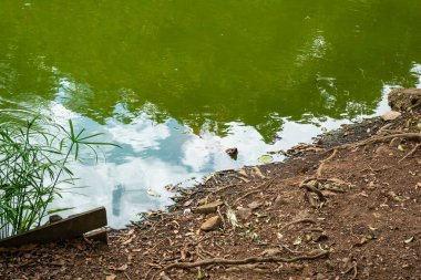 Kızıl Çizmeli Kaplumbağa (Chelonoidis Carbonarius), Kuzey Güney Amerika 'dan gelen bir tür.
