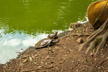 İki Kırmızı Çizmeli Kaplumbağa (Chelonoidis Carbonarius) Kuzey Güney Amerika 'dan gelen bir tür.
