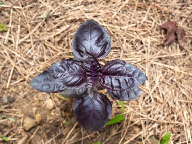 Iresine, Reddish Leaves with Fuchsia Stem in the Middle
