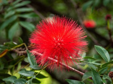Calliandra (Calliandra haematocephala), Tropik Orman 'daki bir Pompom' a benzer.