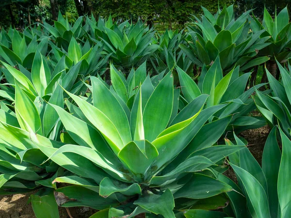 Foxtail, Lion\'s tail or Swan\'s Neck Agave (Agave attenuata), Long Green Leaves in a Garden in Medellin, Colombia