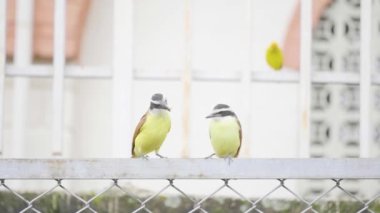 Tyrant Flycatcher Ailesi Tyrannidae 'nin Yolcu Kuşları (Pitangus sulphuratus). Gagasında tahılla Çitin üzerine tünemiş 
