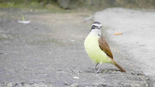 Great Kiskadee Pitangus Sulphuratus Passerine Birds Tyrannidae Staring Asphalt Parking — 비디오