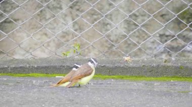 Büyük Kiskadee (Pitangus sulphuratus) Zorba Sinek Yakalayıcı Ailesi 'nin Yolcu Kuşları Asfalt Park' a Bakıyor