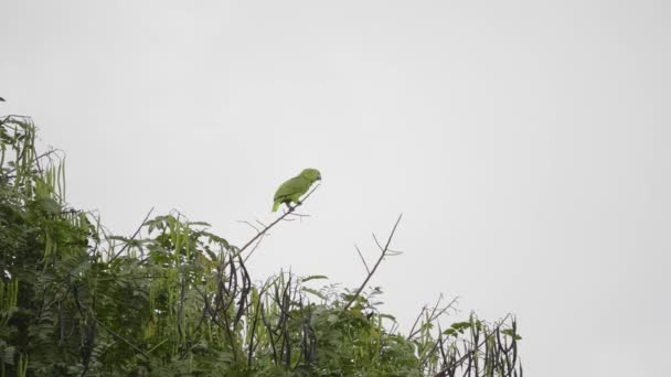 Papagaio Verde Posando Cima Uma Árvore — Vídeo de Stock