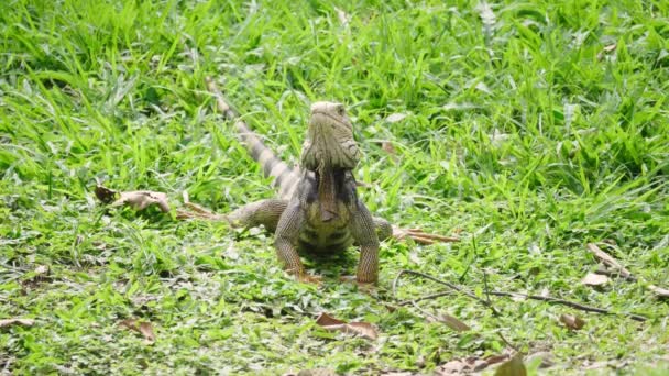 Groene Leguaan Iguana Iguana Grote Plantenetende Hagedis Staren Het Gras — Stockvideo