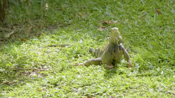 Green Iguana Iguana Iguana Large Herbivorous Lizard Staring Grass Garden — Stock Video