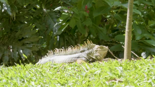 Green Iguana Iguana Iguana Large Herbivorous Lizard Staring Grass Garden — 비디오