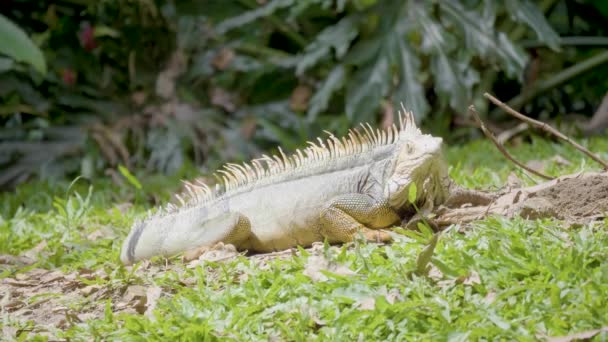 Green Iguana Iguana Iguana Large Herbivorous Lizard Staring Grass Garden — Stock Video