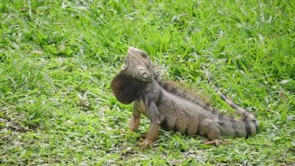 Iguana Verde Iguana Iguana Grande Lagarto Herbívoro Fitando Grama Jardim — Vídeo de Stock