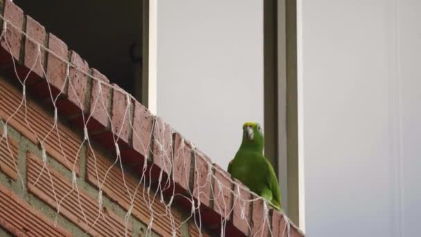 Πράσινοι Παπαγάλοι Στέκονται Στο Παράθυρο Αναζητούν Τροφή — Αρχείο Βίντεο