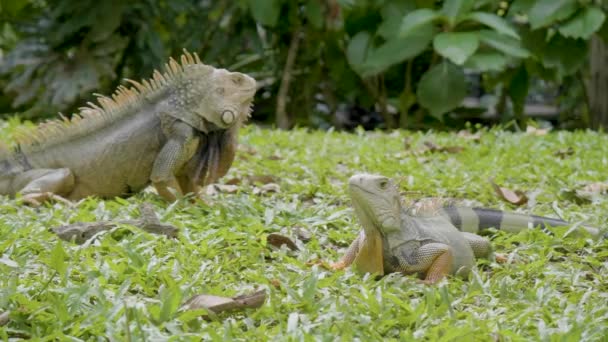 Dwie Zielone Iguany Iguana Iguana Wielkie Jaszczurki Roślinożerne Spacerujące Trawie — Wideo stockowe