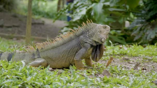 Зеленая Игуана Iguana Iguana Большая Травоядная Ящерица Смотрящая Грасс Саду — стоковое видео