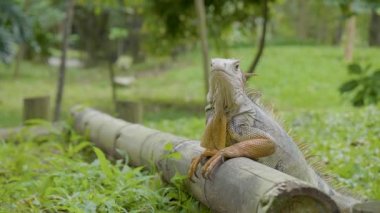 Yeşil İguana (Iguana Iguana) Büyük Bitkisel Kertenkele Medellin, Kolombiya 'daki Bahçedeki Tahta Üzerinde Duruyor