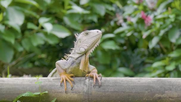 Green Iguana Iguana Iguana Large Herbivorous Lizard Standing Wooden Garden — 비디오