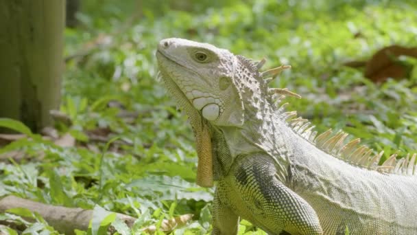 Зеленая Игуана Iguana Iguana Большая Травоядная Ящерица Смотрящая Грасс Саду — стоковое видео