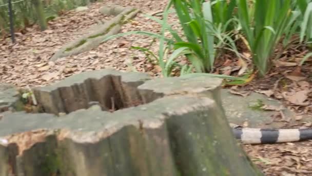 Uma Iguana Está Perseguindo Uma Iguana Fugindo — Vídeo de Stock