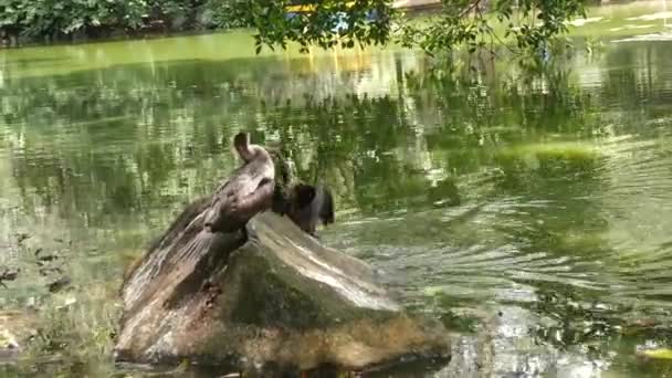 Der Neotropische Kormoran Oder Ölkormoran Phalacrocorax Brasilianus Ein Vogel Der — Stockvideo