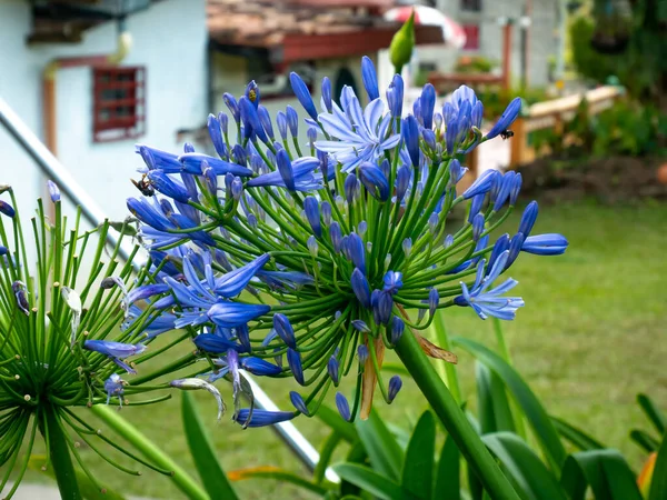 Lys Bleu Africain Lis Nil Agapanthus Praecox Une Fleur Bleue — Photo