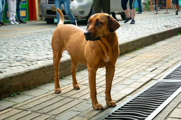 Mongrel Brown Dog Staring Tourist Neighbourhoods Guatape Columbia — стокове фото