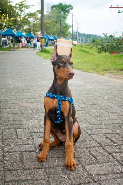在公园里 带着耳朵的多宾犬为了使自己看上去更像个有道德的混血儿 — 图库照片