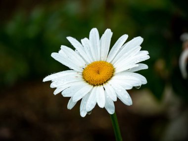Oxeye Daisy, Dog Daisy veya Marguerite (Leucanthemum vulgare), Beyaz yapraklı ve Çiyiyle Islak Bir Bahçenin Ortasında Sarı yapraklı güzel ve sade bir çiçektir.