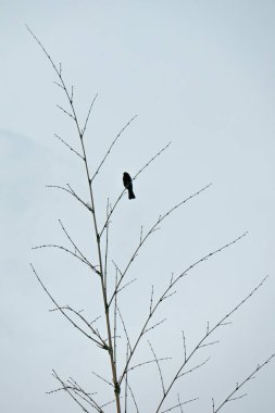 Antioquia, Kolombiya 'dan taşın (Guatape Penol) görüntüsü
