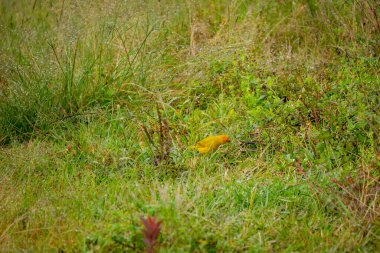 Antioquia, Kolombiya 'dan taşın (Guatape Penol) görüntüsü