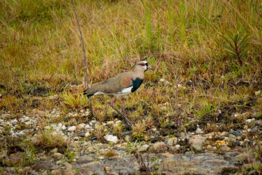Antioquia, Kolombiya 'dan taşın (Guatape Penol) görüntüsü