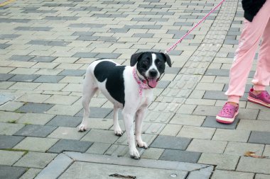 Guatape, Antioquia, Kolombiya - 4 Nisan 2021: Pembe Tasma Giyen Siyah ve Beyaz Melez Köpek ve Leash, Guatape, Kolombiya 'da aynı renkte giyinen metresinin yanında nefes nefese