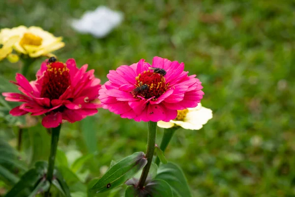 Pink Flower Known Youth Age Zinnia Zinnia Elegans Insects Top — Stock Photo, Image