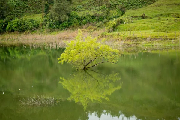 Vom Wasser Des Grünen Flusses Umgebener Baum Mit Seinem Darauf — Stockfoto