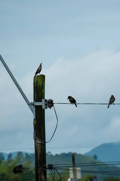 Několik Domů Wren Troglodytes Aedon Elektrickém Kabelu Dřevěné Tyči — Stock fotografie