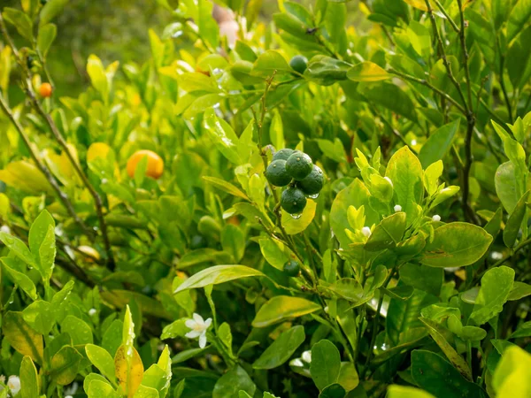 Lemon Citrus Limon Plant Some Fruits Hang Garden — Stok fotoğraf